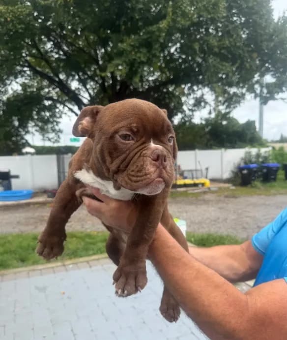 Buster - Micro Bully/Nano
