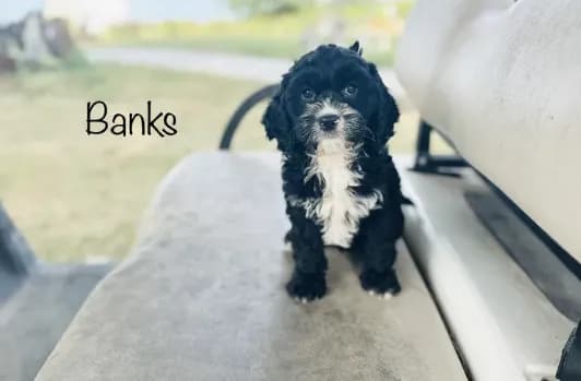 Banks