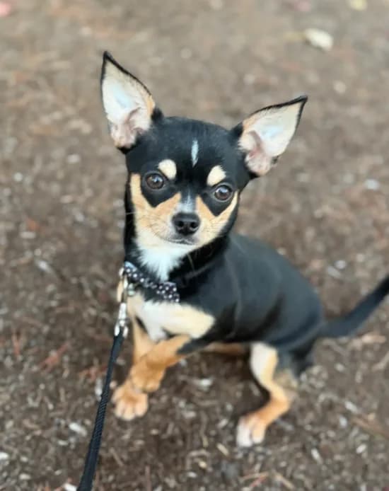 Coco