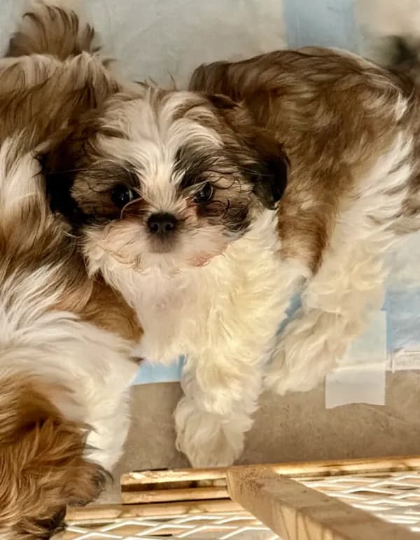 Dolly
