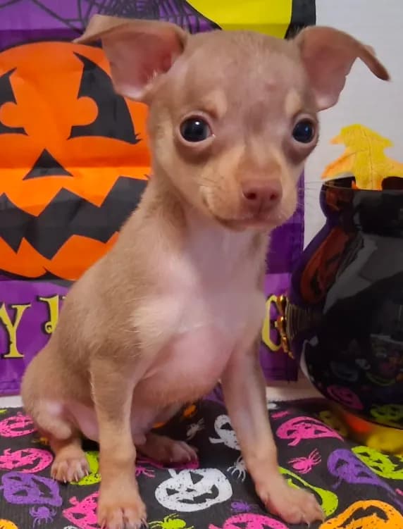 Bean TEACUP to TOY SIZE!