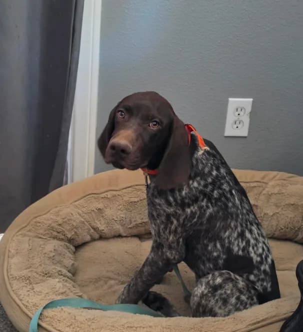 gray collar