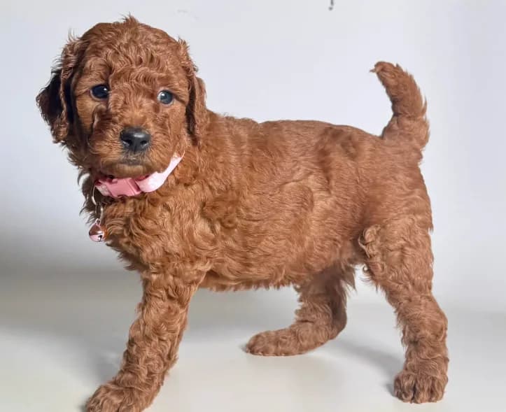Goldendoodle Male