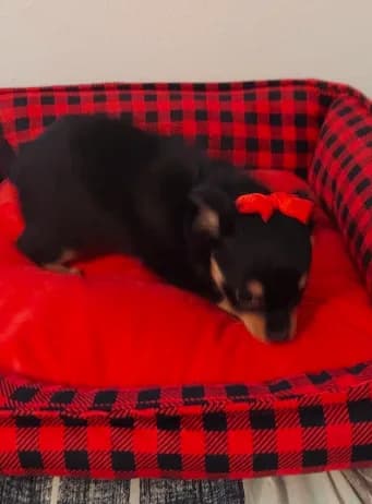 Fluffy chihuahua
