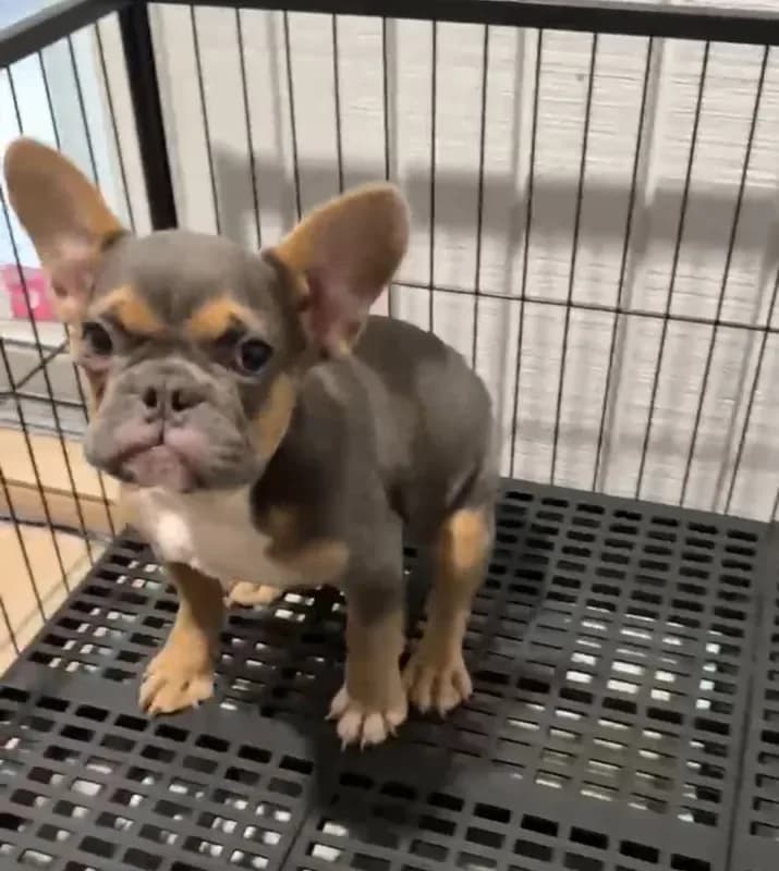 Fuzzy