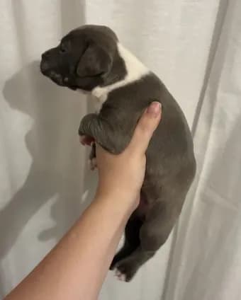 Bully x Pitbull - Male