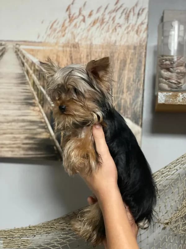 Sofie