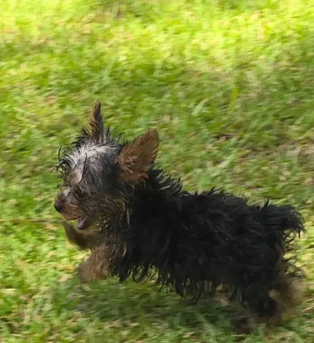 Tiny Teacup Yorkie Bo