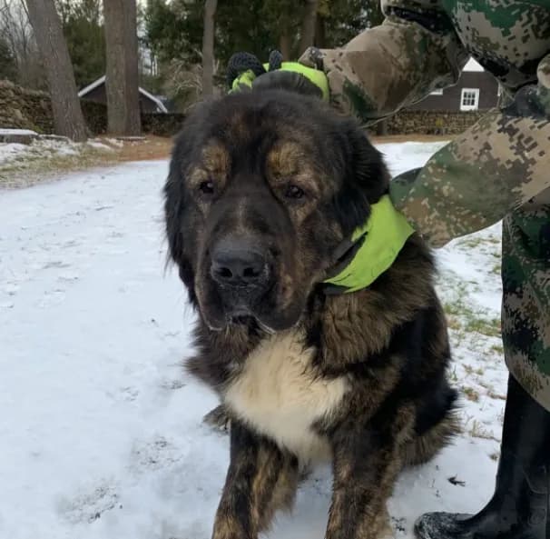 Tibetan Mastiff Prince