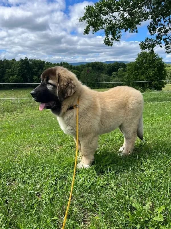 Purebred Caucasian Ovcharka pup 3