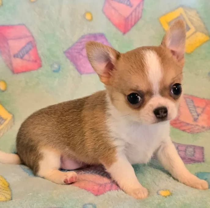 AKC Bowie, pet only