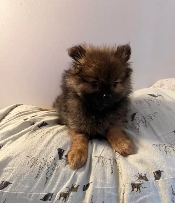 Brindle