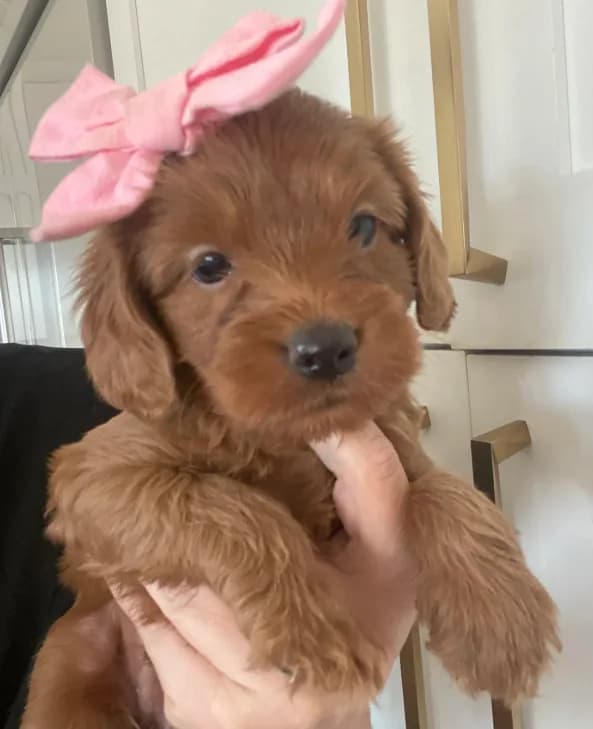 Harper (pick of the litter )