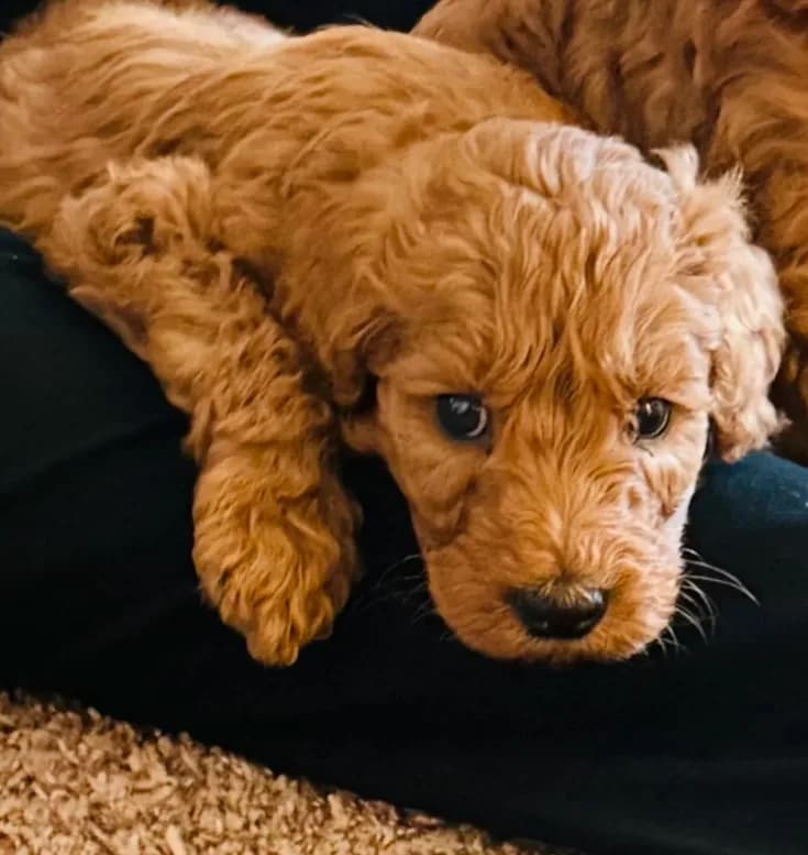 Teddy