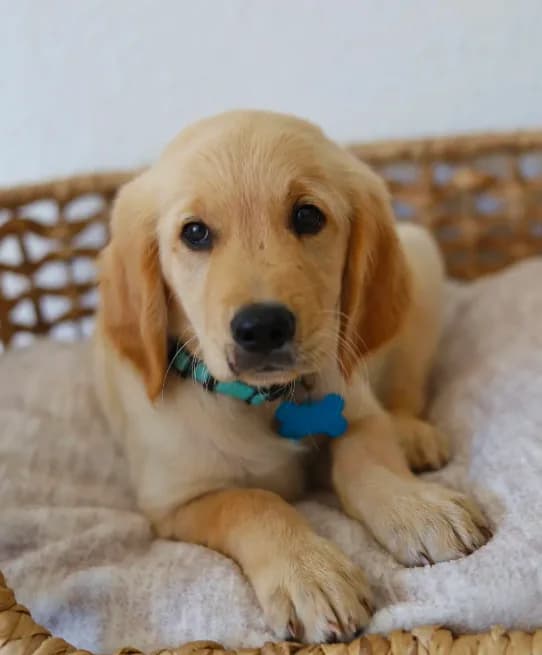 Blue male