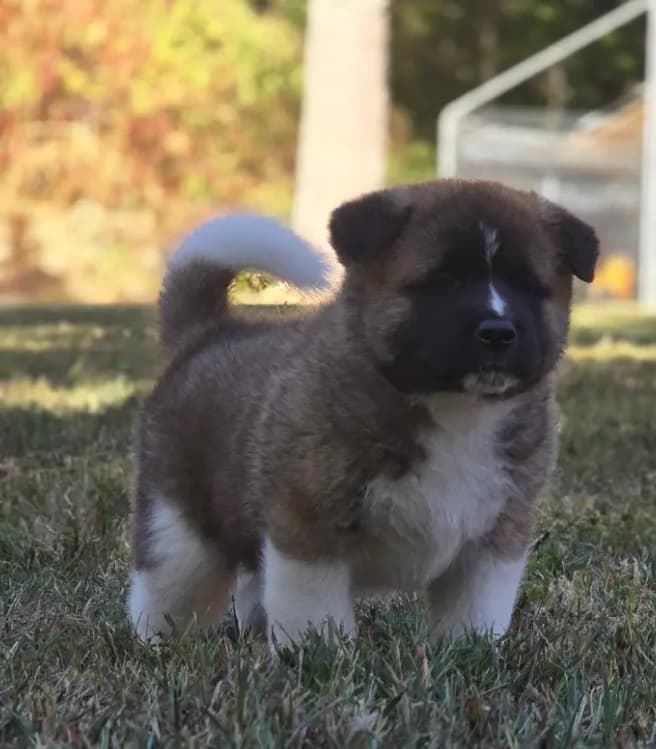 SCOUT