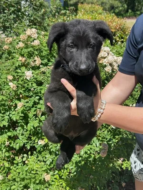 Apollo
