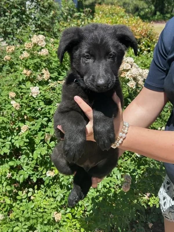 Apollo