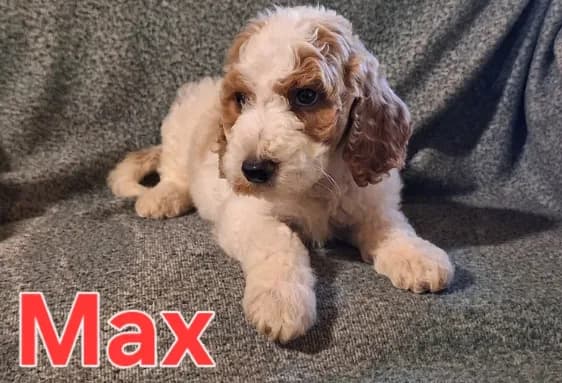 Max