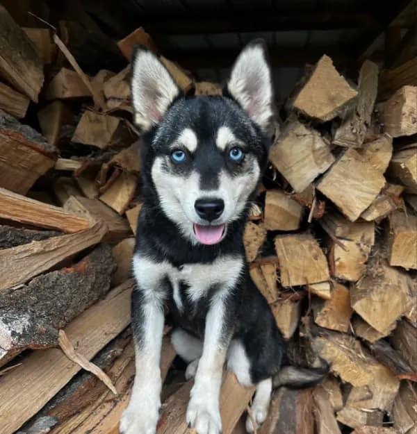 Ender - Blue Eyes!