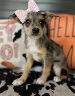 Bella (Blue Merle)