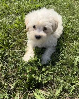 Maltipoo m 4