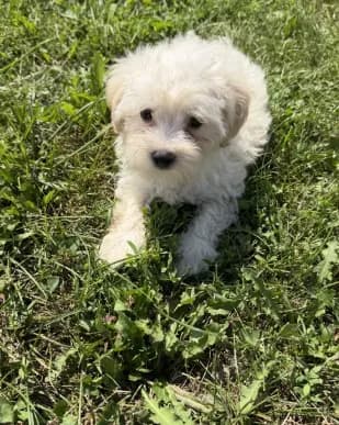 Maltipoo m 4