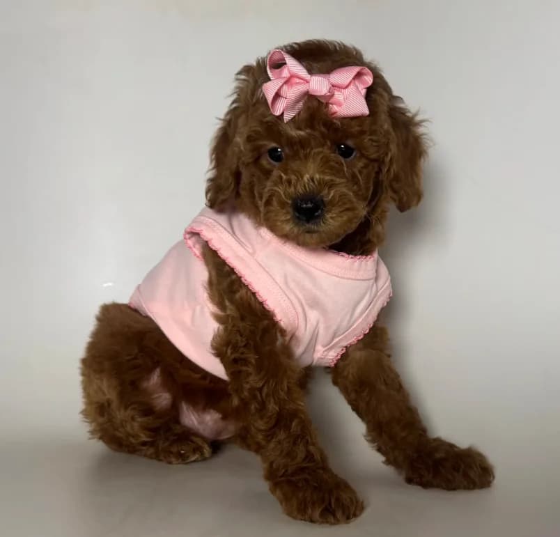 RED Coat Toy Poodle