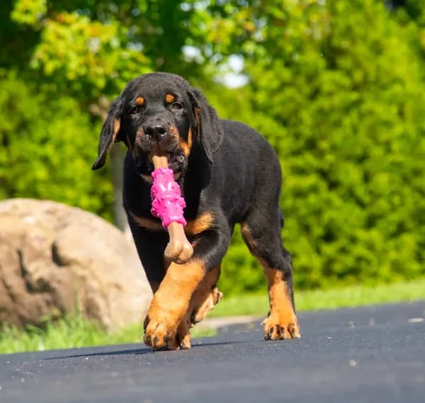 Tibetan Mastiff cross male