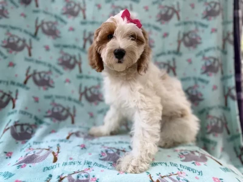 Tilly