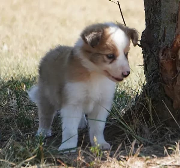 Isaac