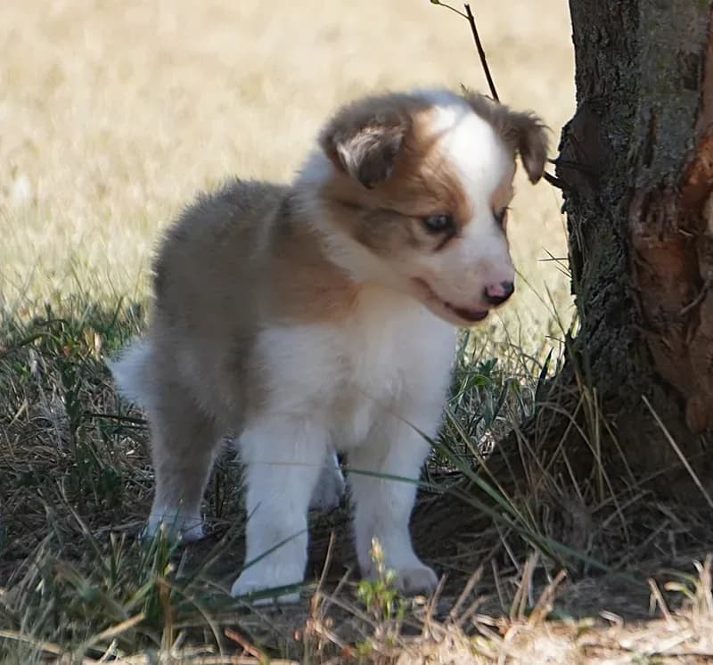 Isaac