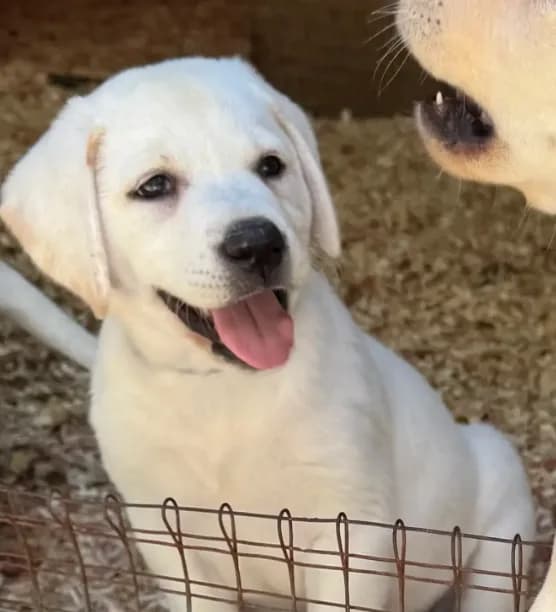 AKC Lab