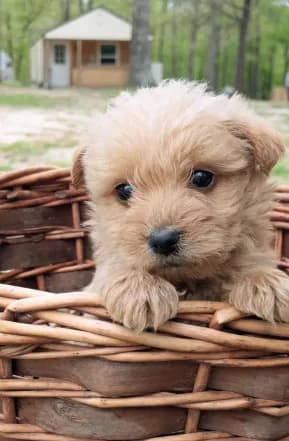 Toby