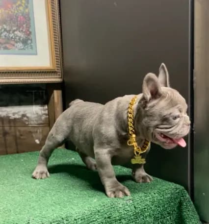 Rex