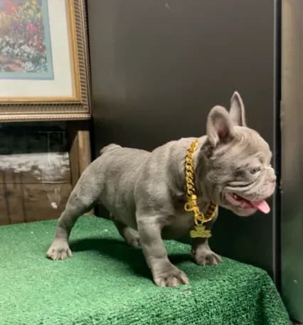 Rex