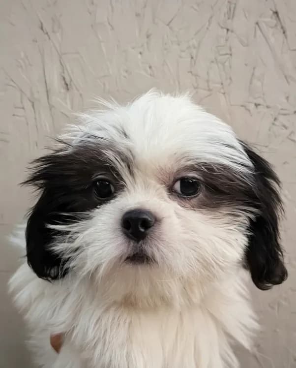 Female pup