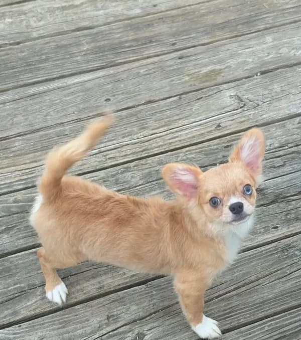 AKC Nemo