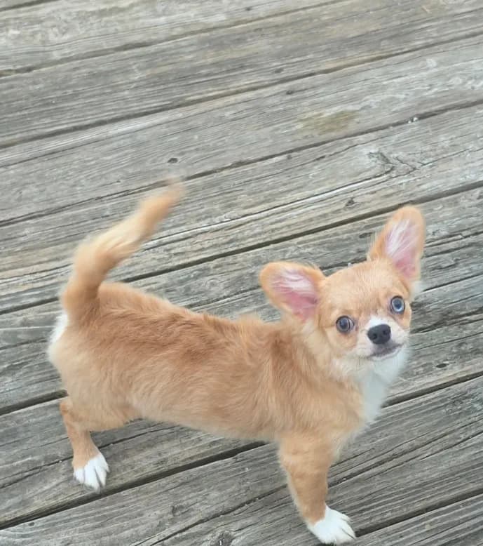 AKC Nemo