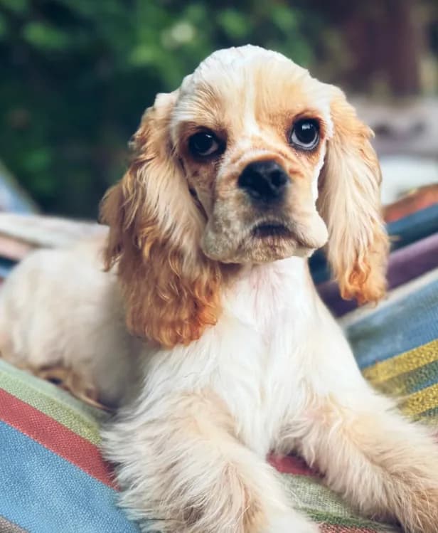 Akc benny