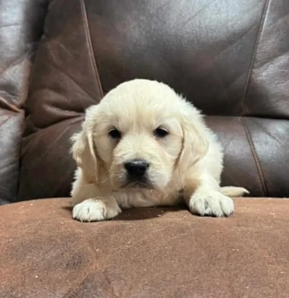 English cream female