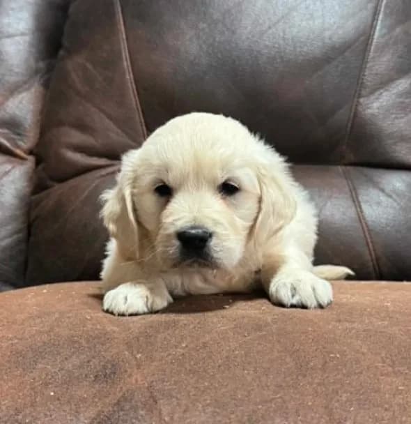 English cream female