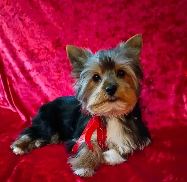 AKC Oreo Ch. Bloodlines