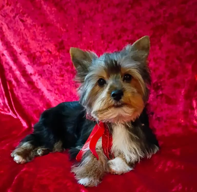 AKC Oreo Ch. Bloodlines
