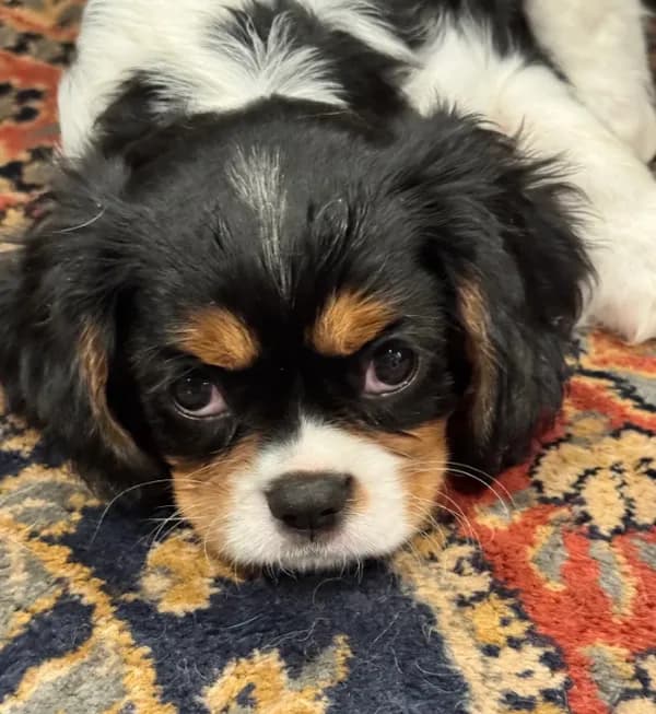 Mable