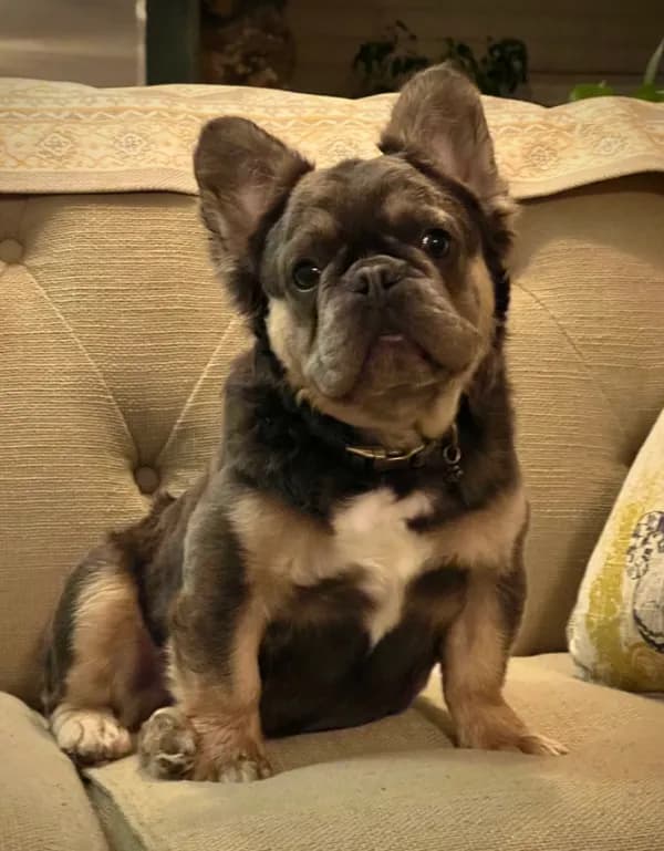 Fluffy Frenchie
