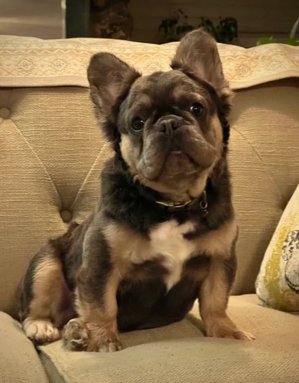 Fluffy Frenchie