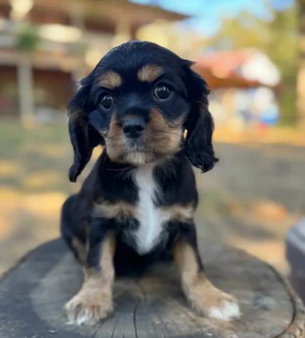 Tilly
