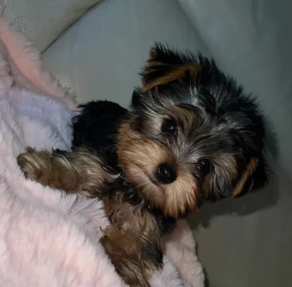Bella