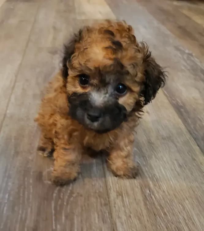 Brownie